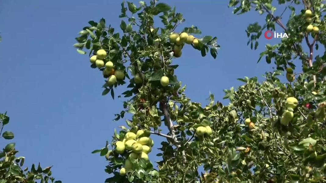 Bahçeye doğal çit olsun diye dikmişlerdi: Gelir kapısı oldu! Kilosunu 50 TL'den satıyor, bir taşla iki kuş... 8